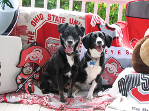 Canine Therapeutic Massage